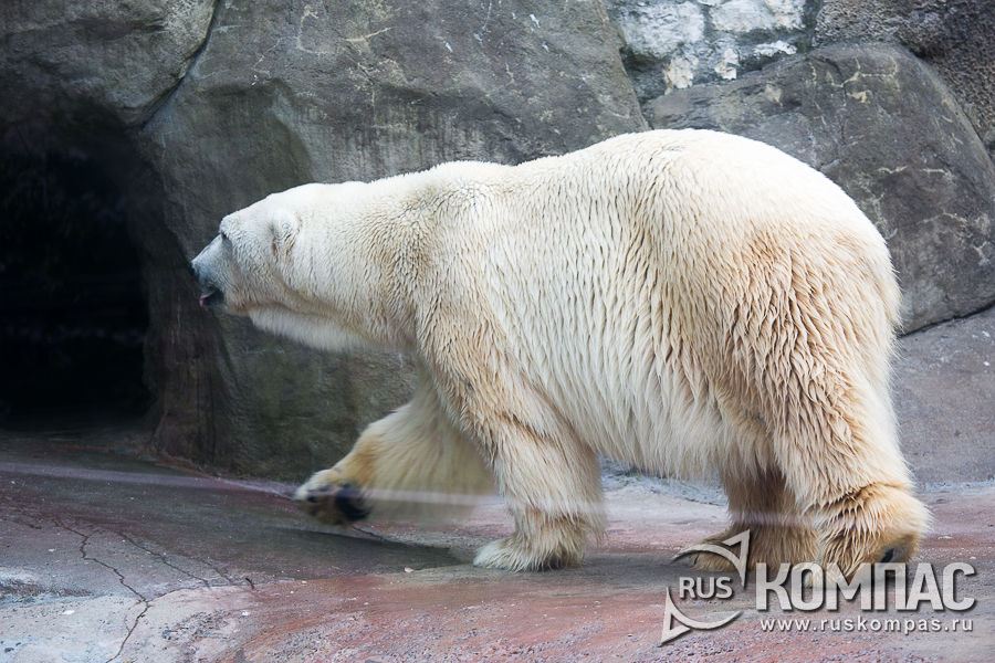 ����� �������