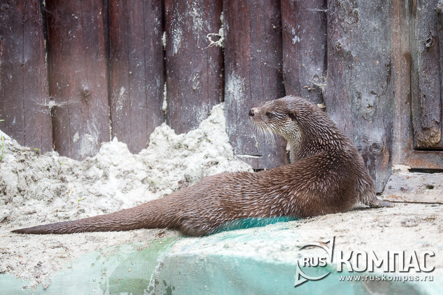 ����� � ������� ��������