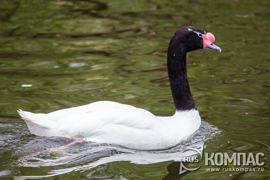 ����������� ������