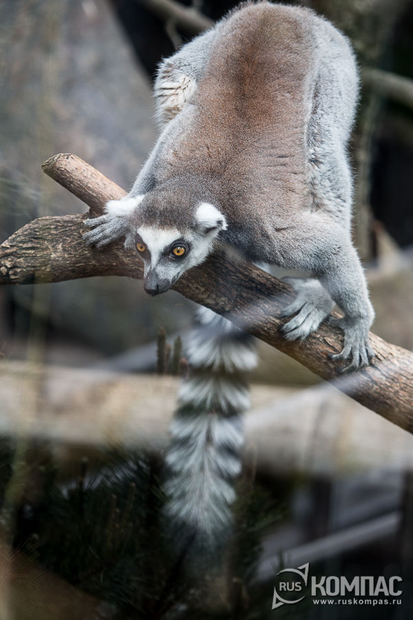 ������ �������, ������� �����