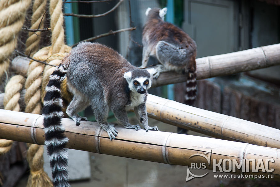 ������� ������� �������