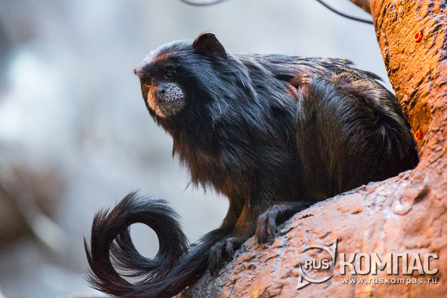 ����������� �������