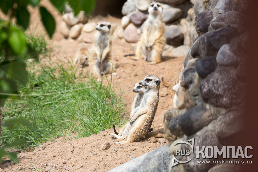 ������� ���������