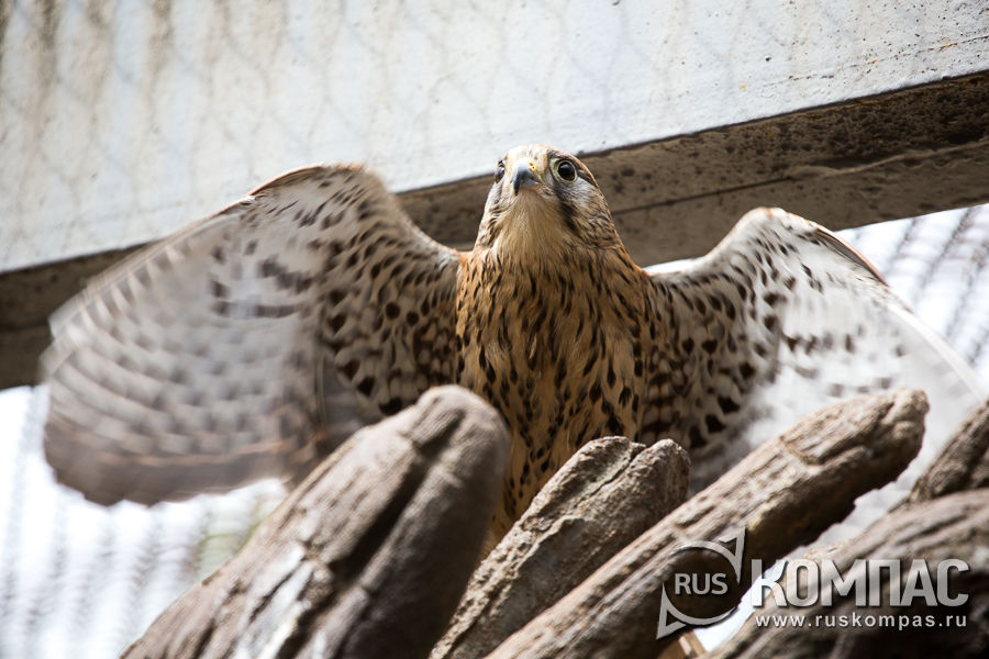 ������������ ���������