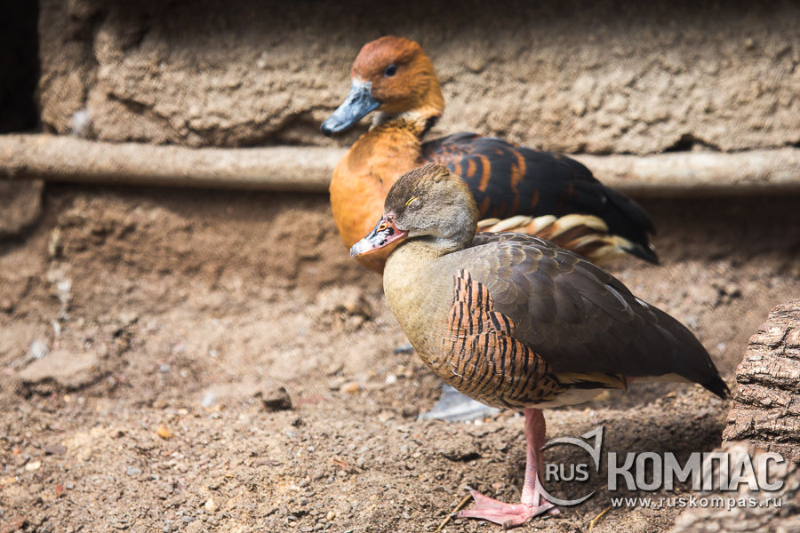 ��������� ���� �����