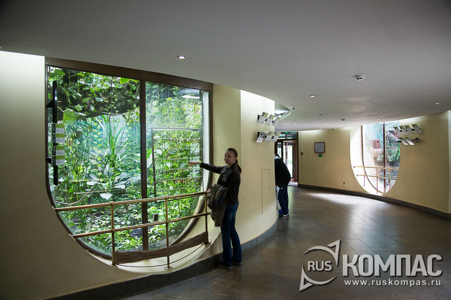 � ����������� ����