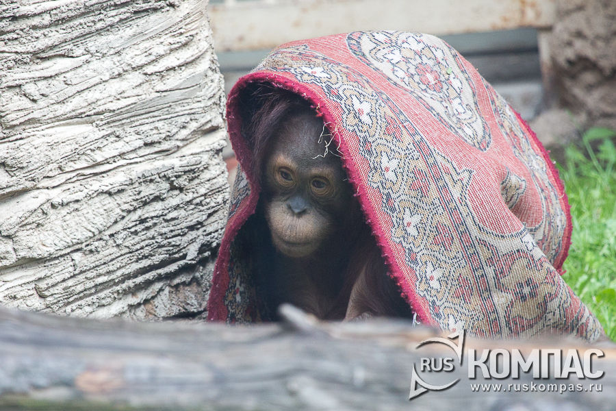 ������� ��������� ����� ��� �����