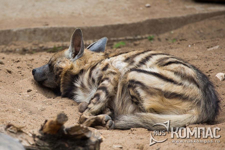 ��������� ����� ��������