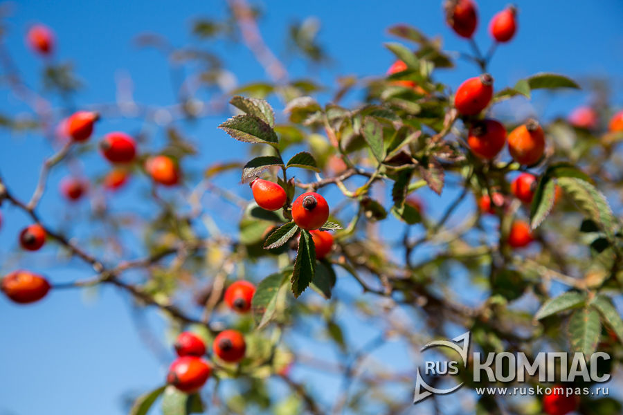 �������� ��������