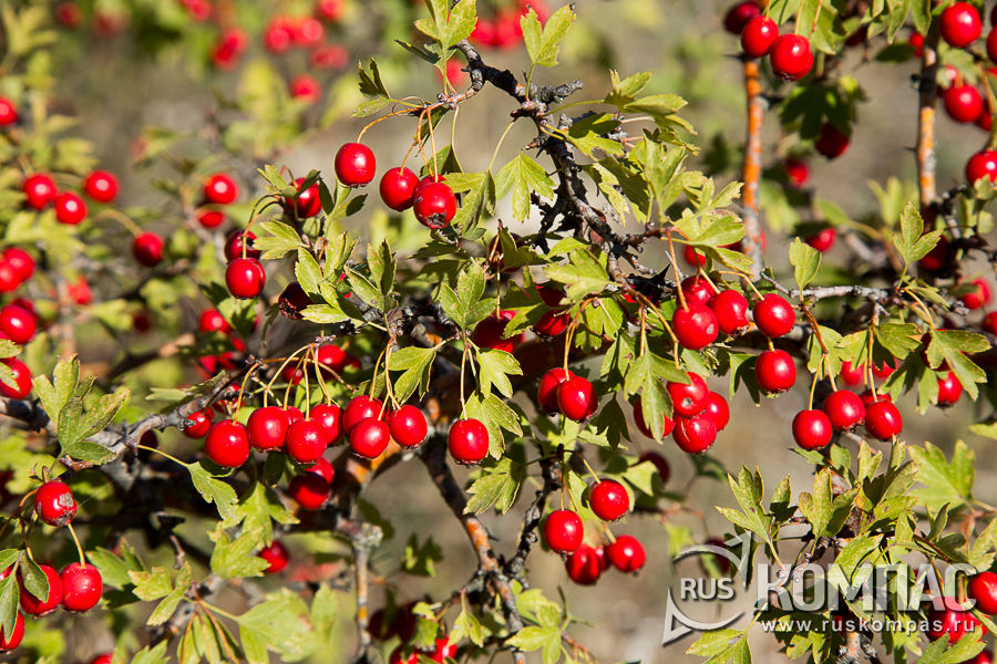 ����� ���������