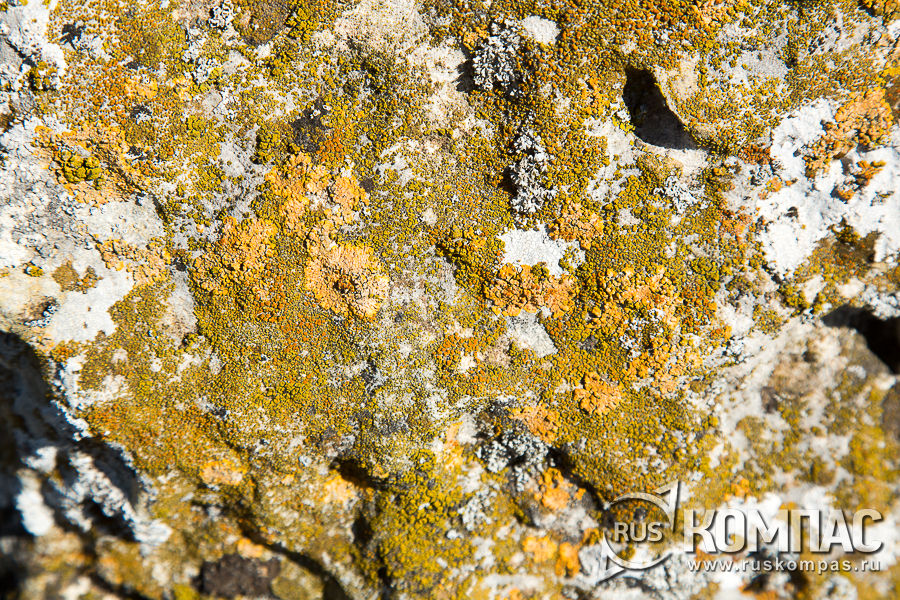 ��������� �� �����