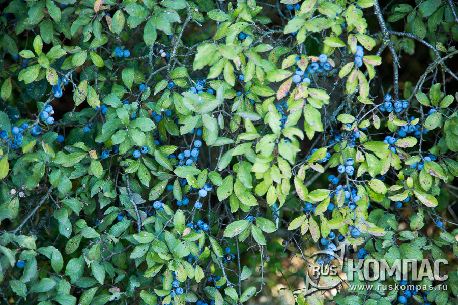 ����� ����� �����