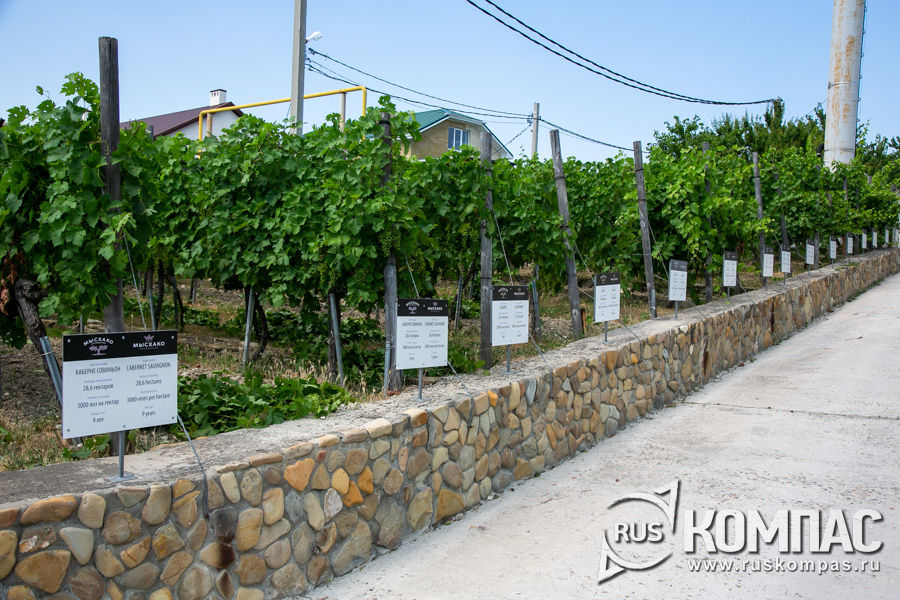 Виноградники винодельни «Мысхако» расположены вплотную к жилым домам