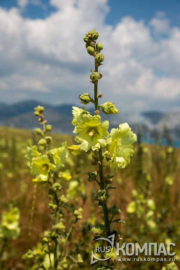 ������ ������ ������  (Malva sylvestris)