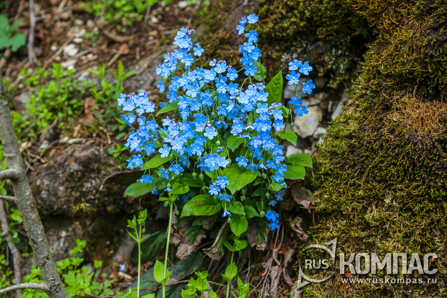 ��������. �������� ������������� (Brunnera macrophylla)