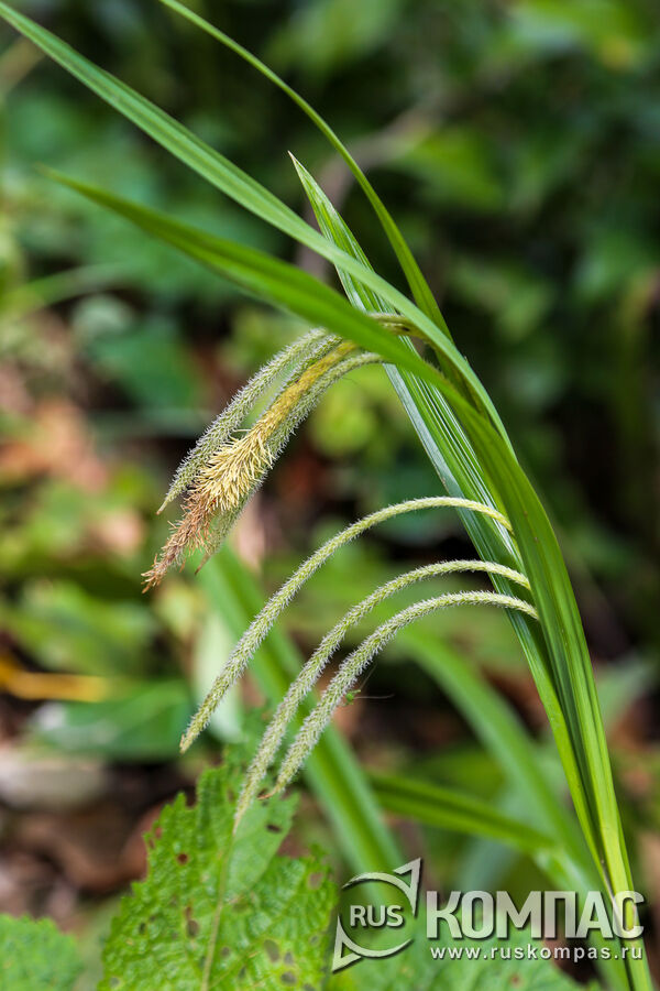 ����� �������� (Carex flacca)