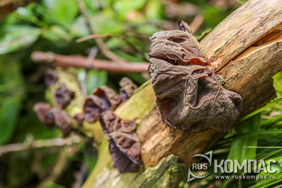 ����������� ��������� (Auricularia auricula-judae) - ��������� ���� 