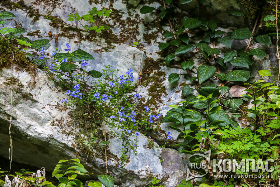 �������� ������� (Veronica umbrosa) - �� ������