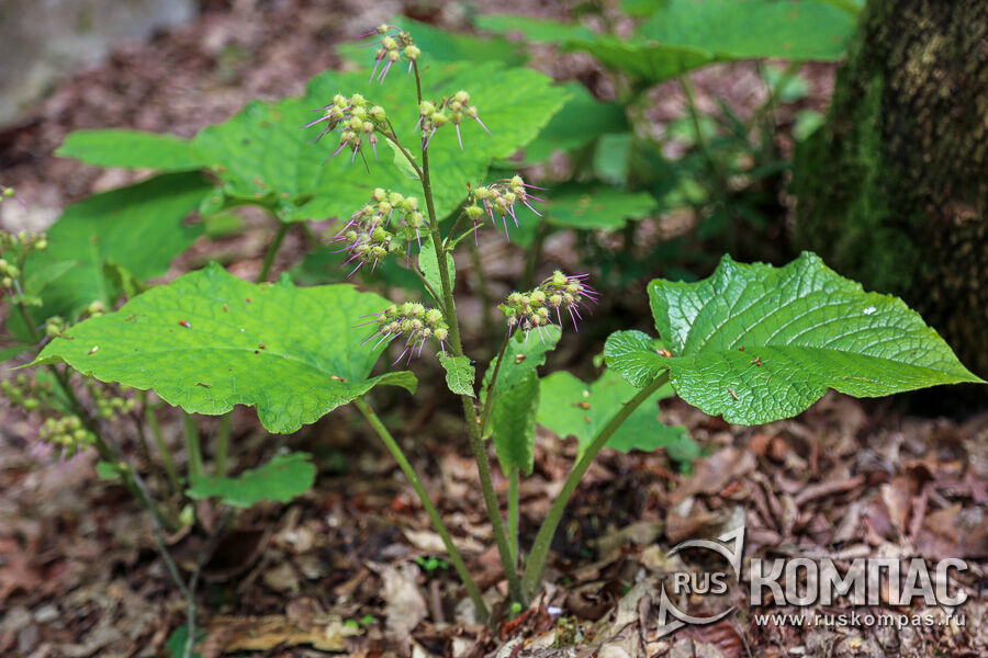 ���������� ��������� (Trachystemon orientalis), ��� ���������