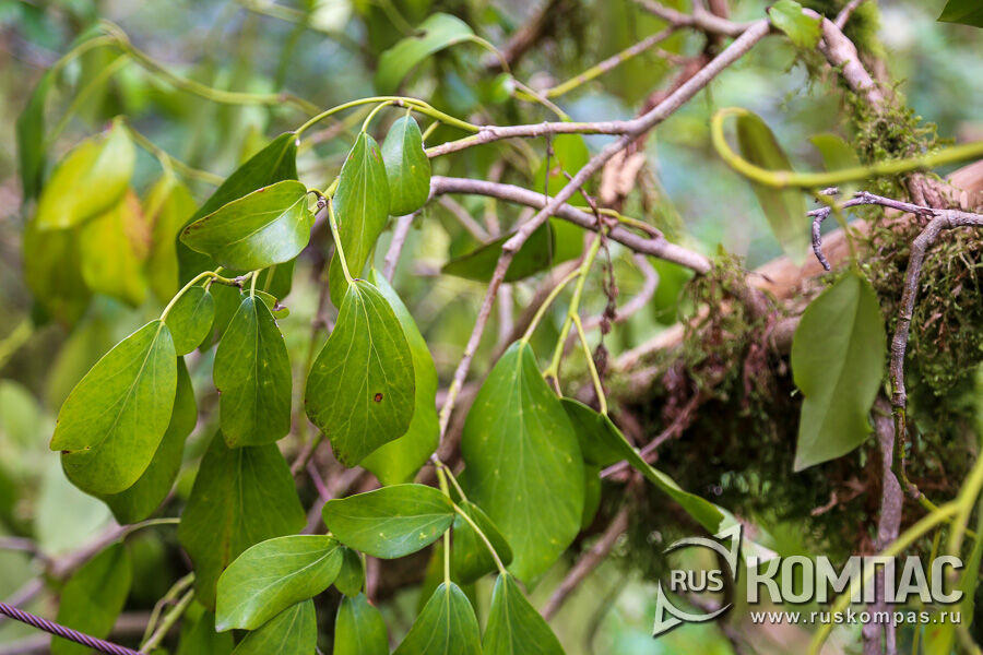 ������ ������ (Populus simonii)