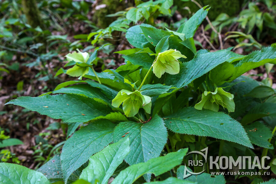 �������� ������ (Helleborus viridis L.)