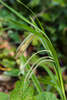   (Carex flacca)