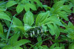   (Polygonatum glaberrimum)