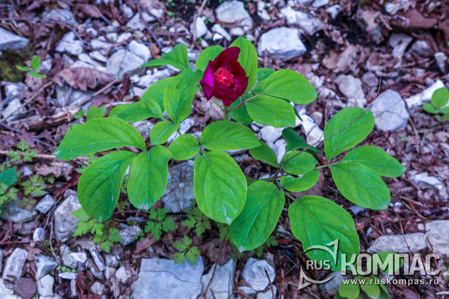 ���� ���������� (Paeonia caucasica)