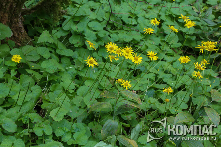 ��������� ��������� (Doronicum orientale )