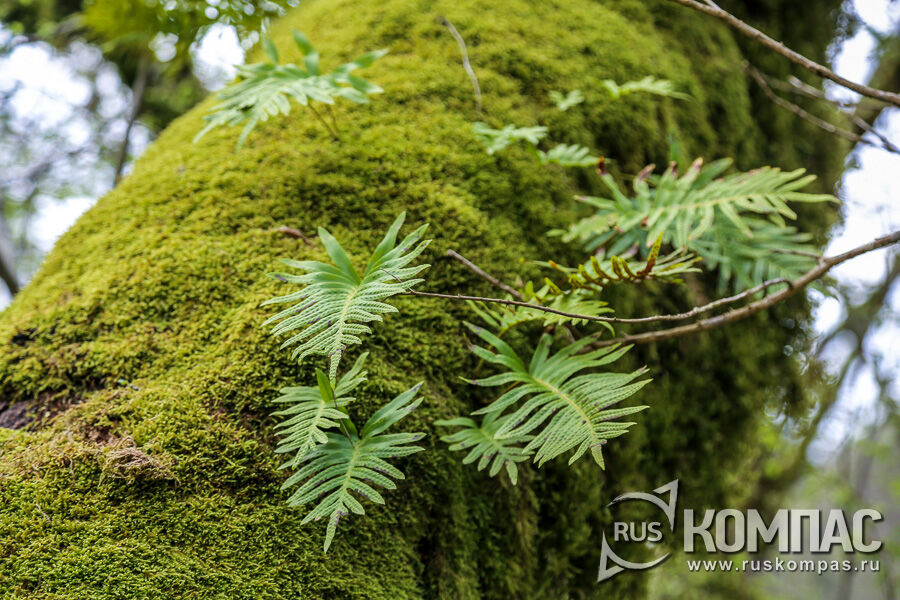 ���������� ����������� (Polypodium cambricum) - ���������