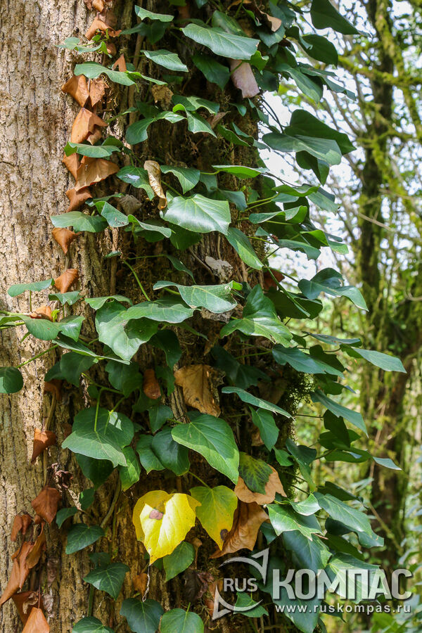 ���� ���������� (Hedera colchica )