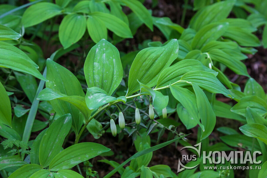������ ������� (Polygonatum glaberrimum)