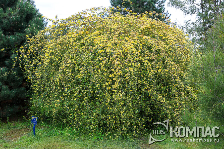 ���� ������ �������� (Rosa banksiae)