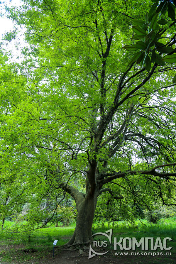 �������� ������������ (Zelkova carpinifolia)