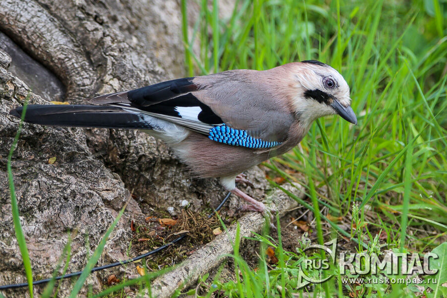 ����� ������������ �� ������������ �����