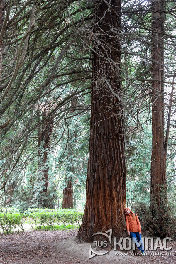 ������ ������ �������