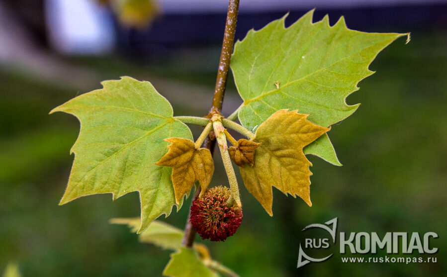 ������ �������� (Platanus occidentalis)