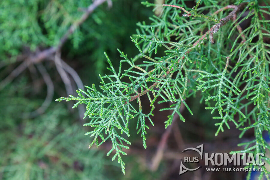 �����  �������� ������������