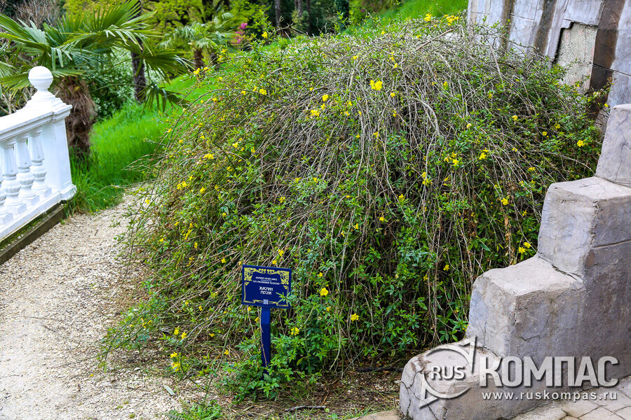 ���� ������� ����� (Jasminum mesnyi)