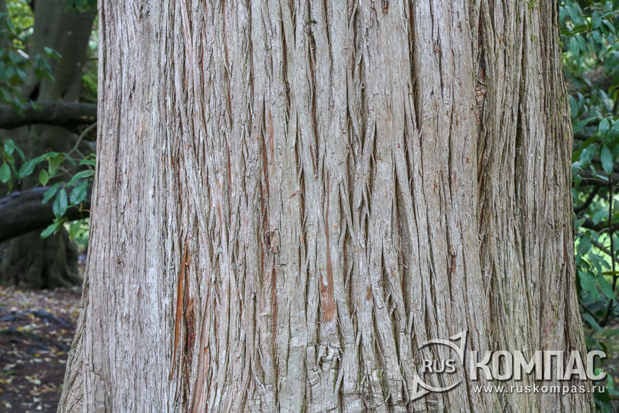 ����� ��������� �������� (Taxódium dístichum)