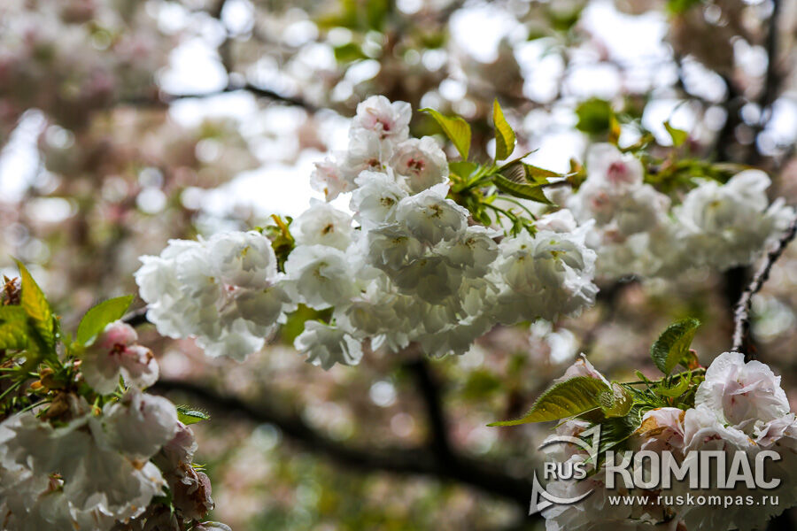 ����� ������ ����� �������� 