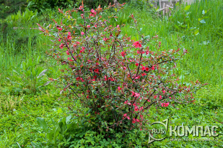 ���� �������� (Chaenoméles japónica)