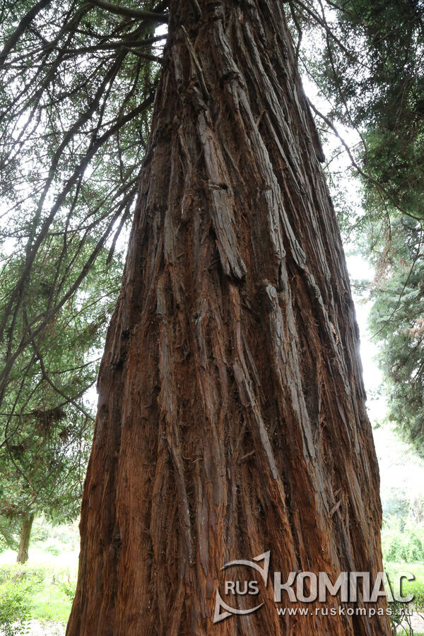 ����� �������