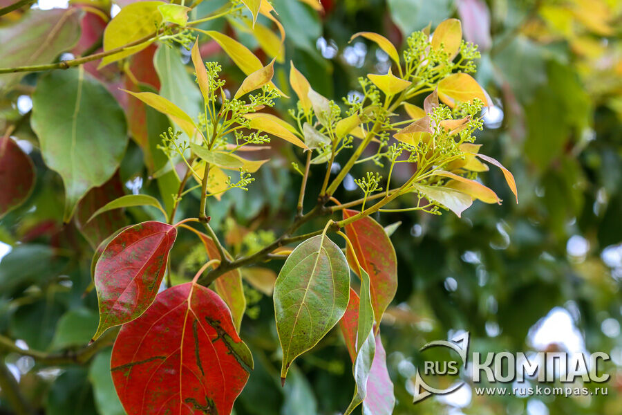 �������� ������������� (Cinnamomum glanduliferum)