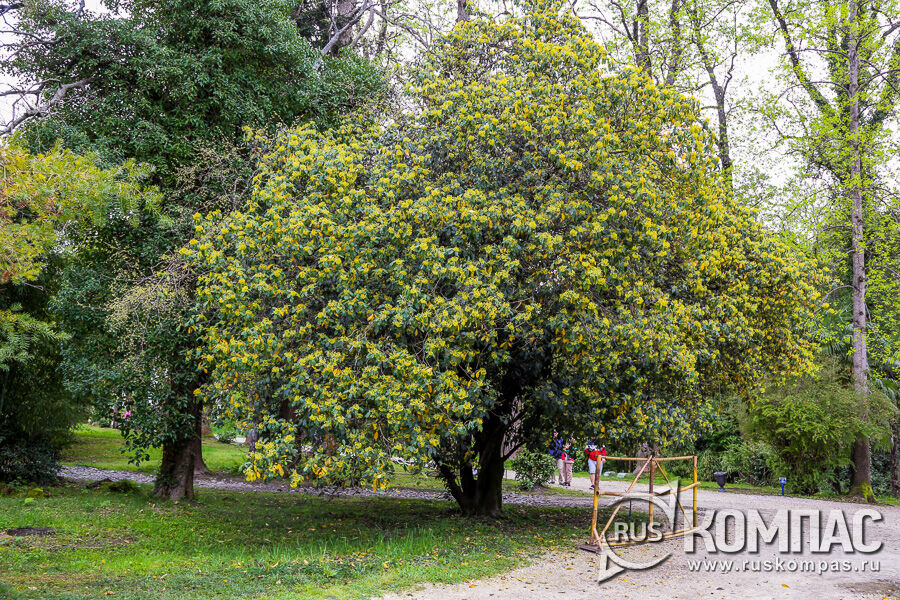 ���� ������������� ��������������� (Pittosporum floribundum) 