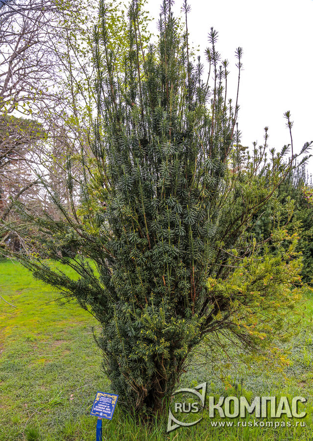 ���������� ���� ����������� (Cephalotaxus drupa-cea)