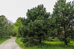     (Pinus pallasiana)