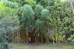    (Bambusa vulgaris)