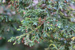    (Juniperus squamata Meyeri)