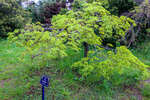   (Acer palmatum)   